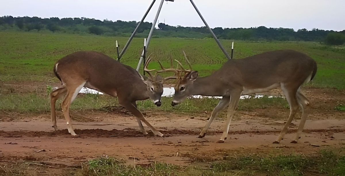 Buckshot Outfitters