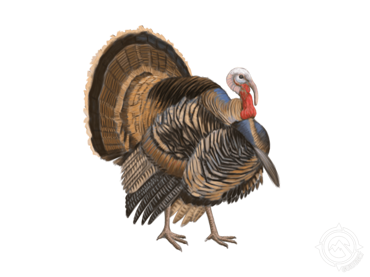 Rio Grande Turkey