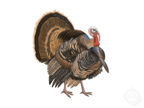 Rio Grande Turkey