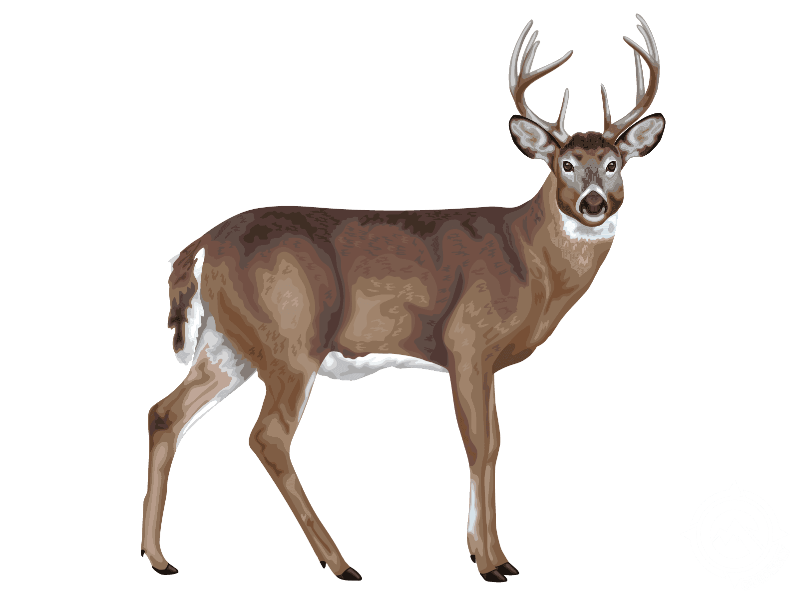 White-tailed Deer